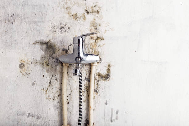 Best Home Mold Removal  in Shrewsbury, PA