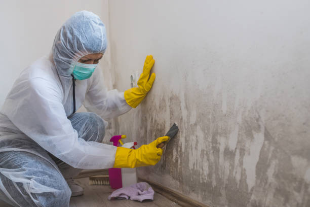 Best Attic Mold Removal  in Shrewsbury, PA