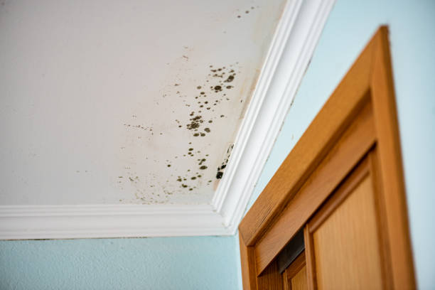 Best Attic Mold Removal  in Shrewsbury, PA