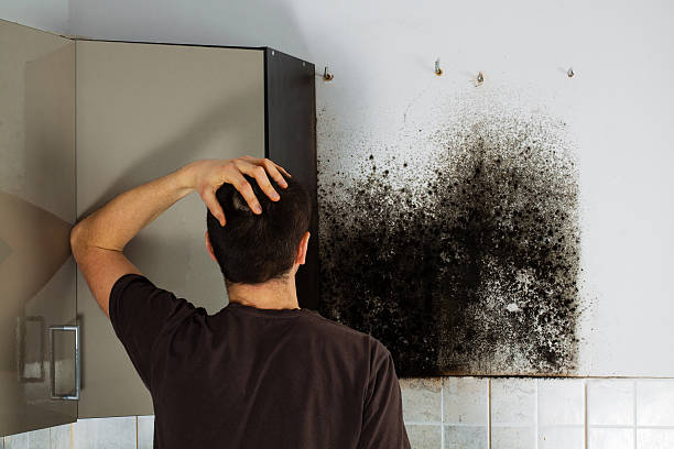 Best Black Mold Removal  in Shrewsbury, PA