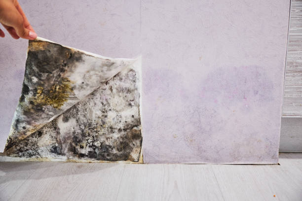 Best Mold Removal Near Me  in Shrewsbury, PA
